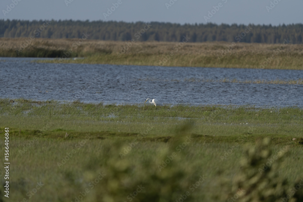 Riga, Latvia 05-09-2024 A lone bird stands amidst a serene wetland landscape under a clear sky Riga, Latvia 05-09-2024 A lone bird stands amidst a serene wetland landscape under a clear sky
