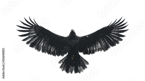 Flying black raven bird wings spread wildlife animal nature photography stock image background isolated