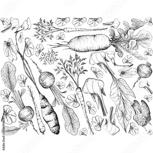 Hand Drawn of Root and Tuberous Vegetables Background⁠
