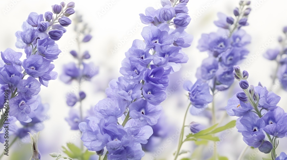 Fototapeta premium Delicate Purple Flower Blossoms Soft Pastel Floral Background