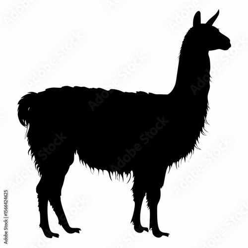 Silhouette of llama standing isolated on white background, black outline of Andean animal, vector illustration
