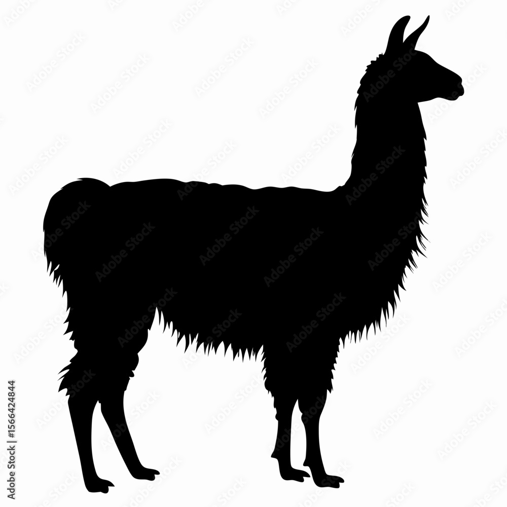 Fototapeta premium Silhouette of llama standing isolated on white background, black outline of Andean animal, vector illustration 