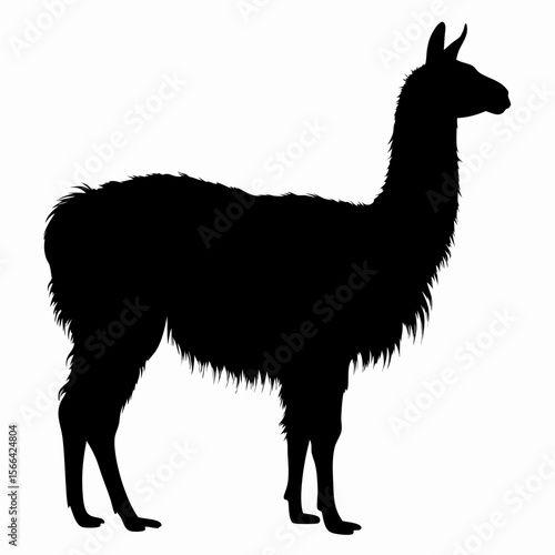 Silhouette of llama standing isolated on white background, black outline of Andean animal, vector illustration
