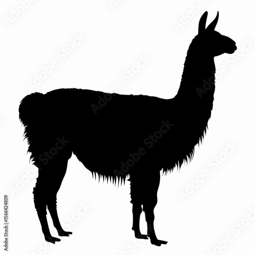 Silhouette of llama standing isolated on white background, black outline of Andean animal, vector illustration

