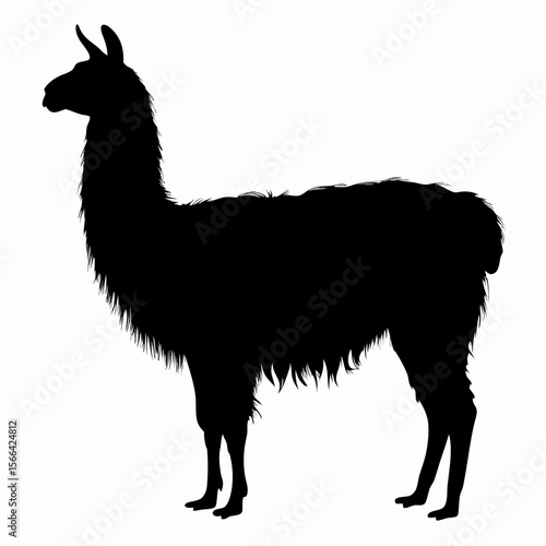 Silhouette of llama standing isolated on white background, black outline of Andean animal, vector illustration
