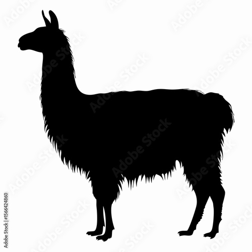 Silhouette of llama standing isolated on white background, black outline of Andean animal, vector illustration
