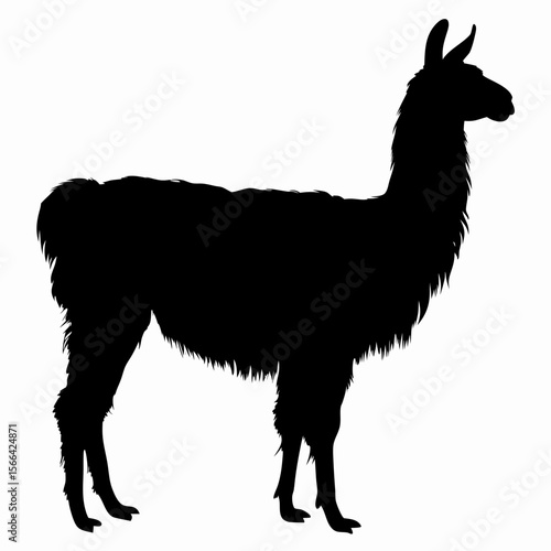 Silhouette of llama standing isolated on white background, black outline of Andean animal, vector illustration
