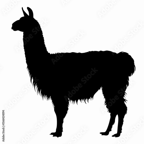 Silhouette of llama standing isolated on white background, black outline of Andean animal, vector illustration
