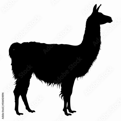 Silhouette of llama standing isolated on white background, black outline of Andean animal, vector illustration
