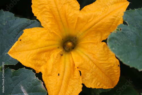 My garden is now covered with beautiful huge zucchini and pumpkin flowers