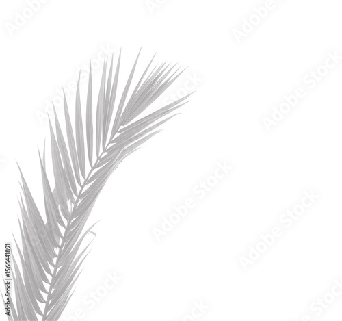 Realistic shadow overlay effect. Natural palm leaf shadows isolated on transparent background. Tropical coconut branch shade, foliage silhouette decoration. Design element for summer spring projects