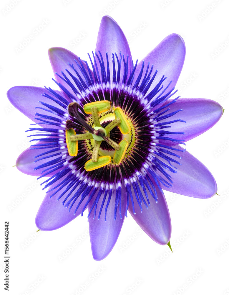 Obraz premium Vibrant Passion Flower with Intricate Details and Lush Colors