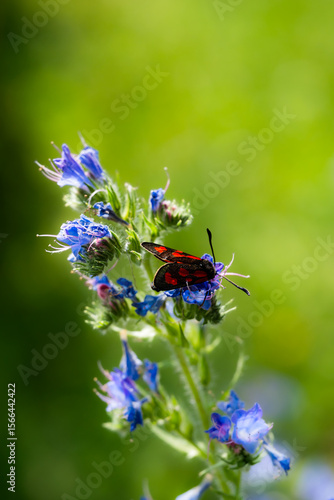 Kraśnik sześcioplamek - Zygaena filipendulae
