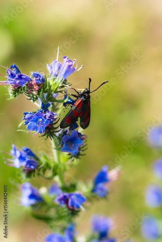 Kraśnik sześcioplamek - Zygaena filipendulae