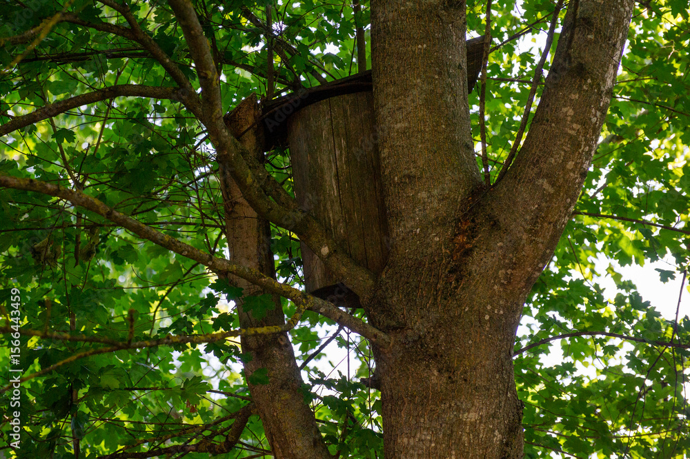 Fototapeta premium wooden starling box on a tree