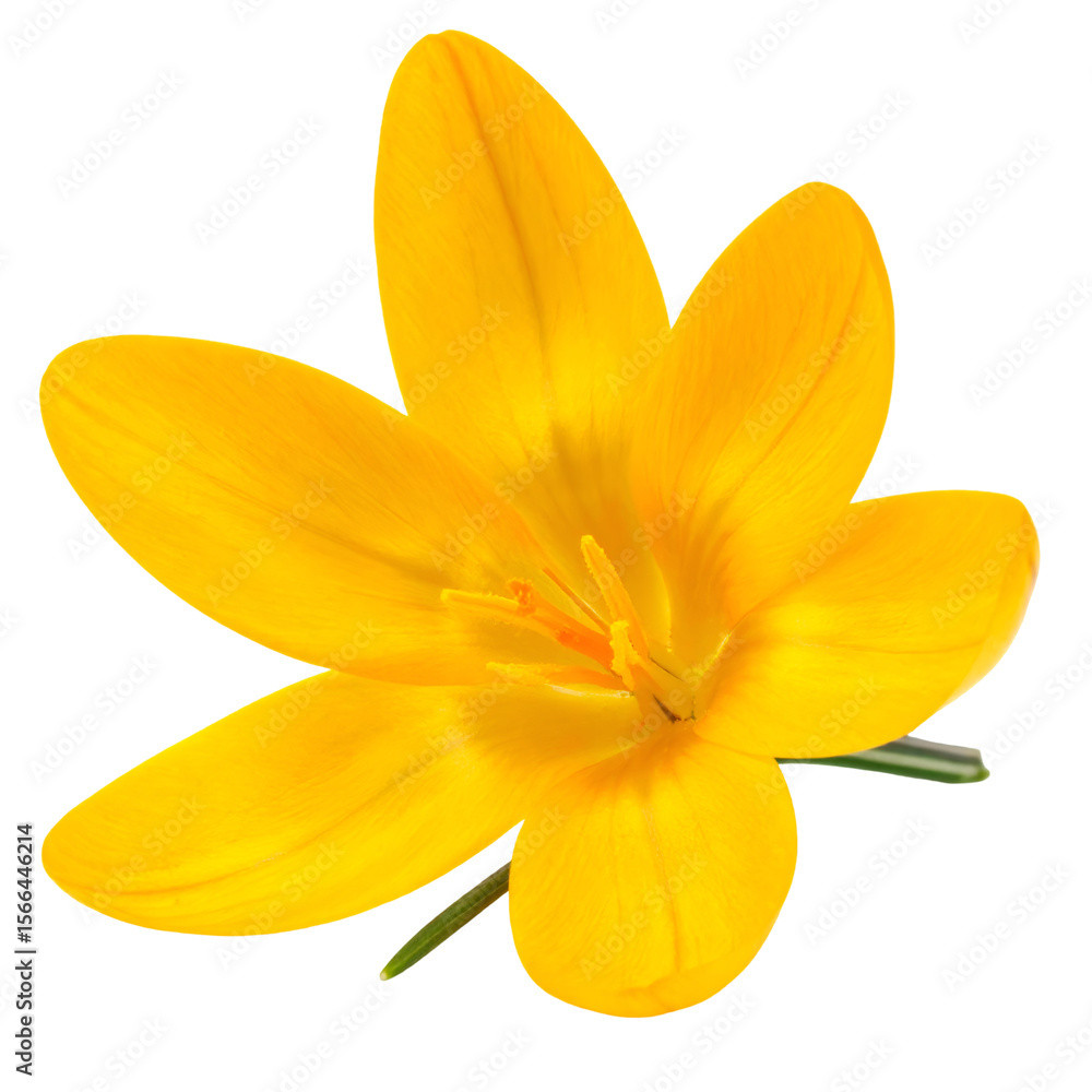 Fototapeta premium Bright Yellow Blooming Flower with Petals and Green Stem