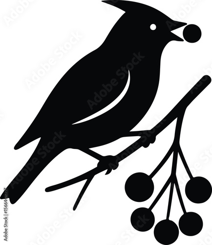 Silhouette cedar waxwing bird eating berries on branch vector illustration