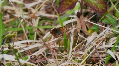 Duke of Burgundy Butterfly. Wings open.