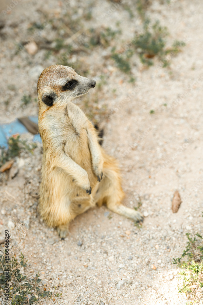 Obraz premium Meerkats live in glass tanks at the zoo.