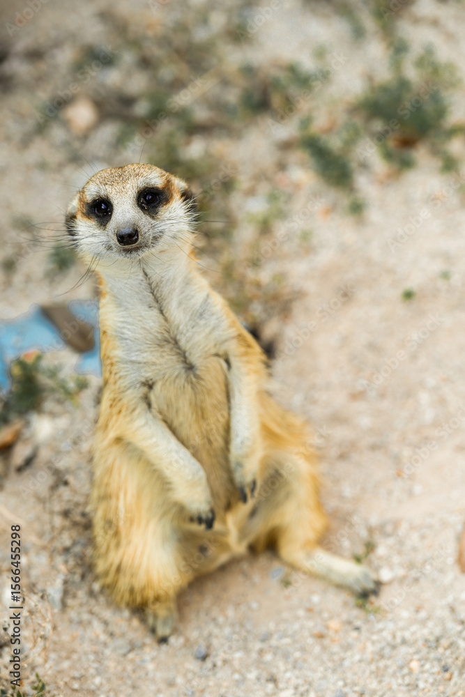Fototapeta premium Meerkats live in glass tanks at the zoo.