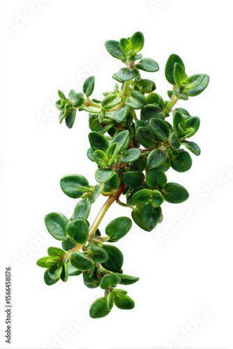 Wallpaper Mural Small bunch of creeping thyme feels fresh and alive, isolate on white Torontodigital.ca