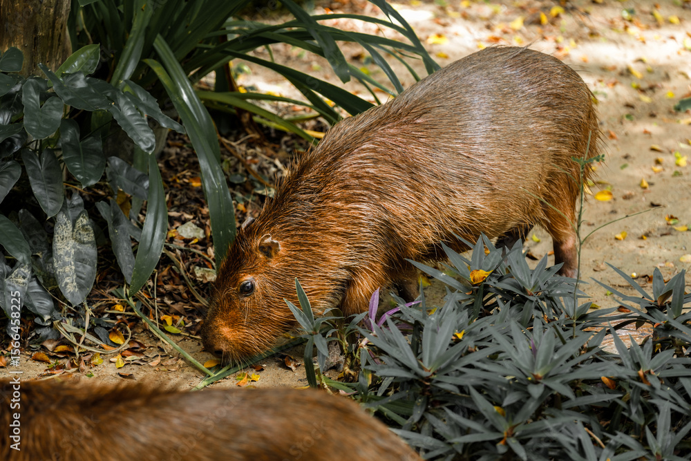 Fototapeta premium Capybara live in a natural forest setting
