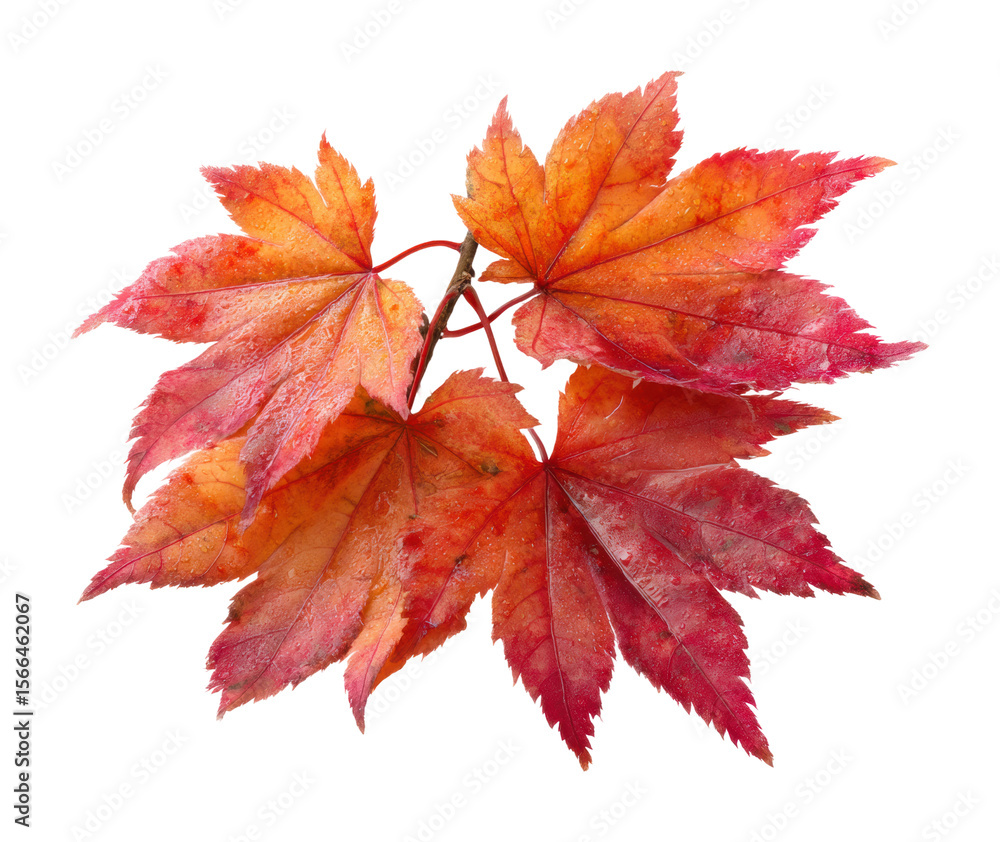 Autumn leaves display natural plant composition Autumn leaves display natural plant composition