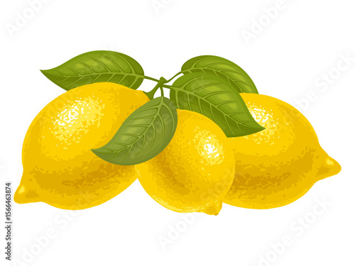 Ripe citrus fruits lemon with leaves. Graphic drawing of three yellow juicy lemons. Isolated vector illustration