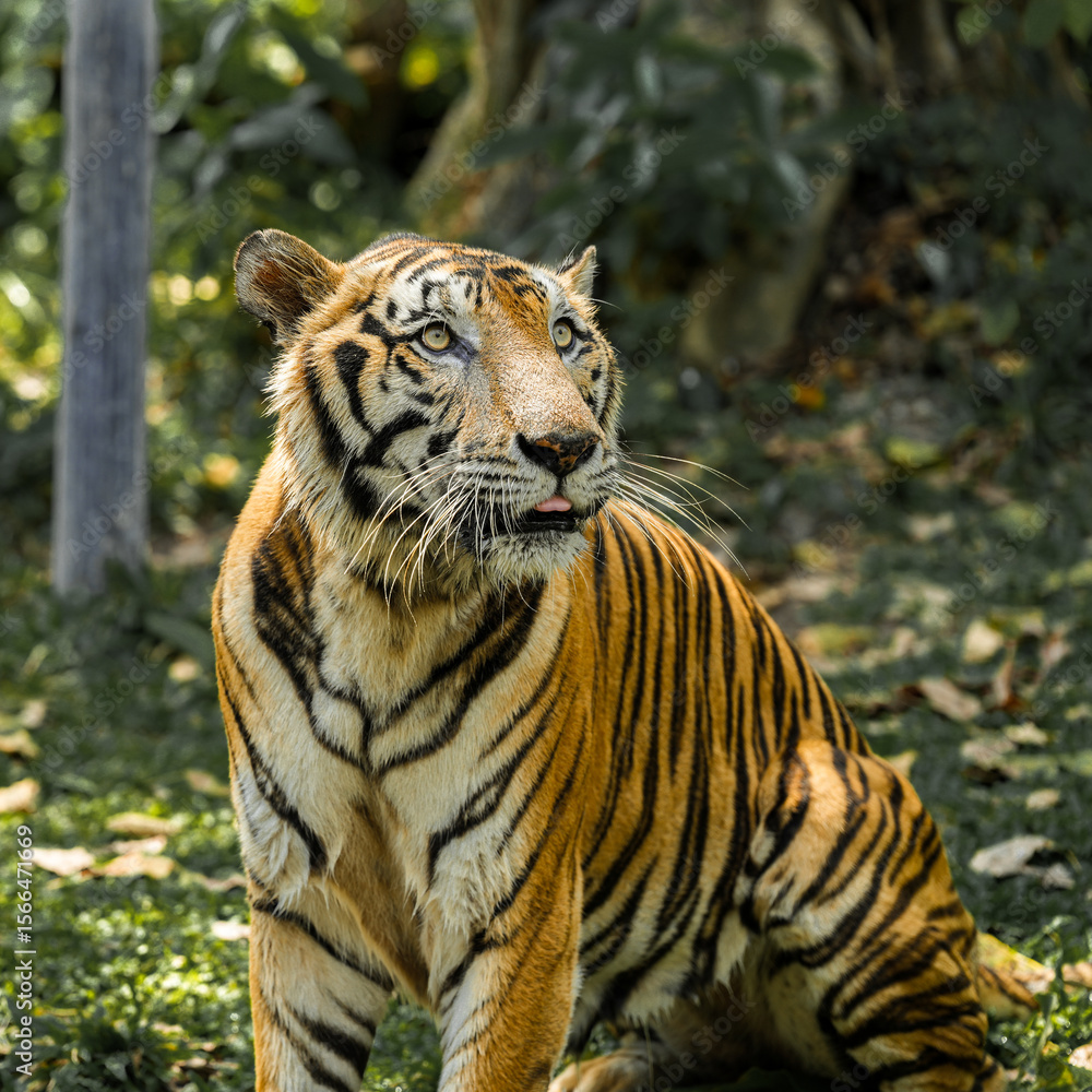 Obraz premium Tiger in the zoo and wild showing its natural stripes and beauty in the jungle environment