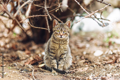 Slika na platnu A tabby stray cat sits alertly on a rough, earthy ground, surrounded by tangled dry branches and sparse vegetation