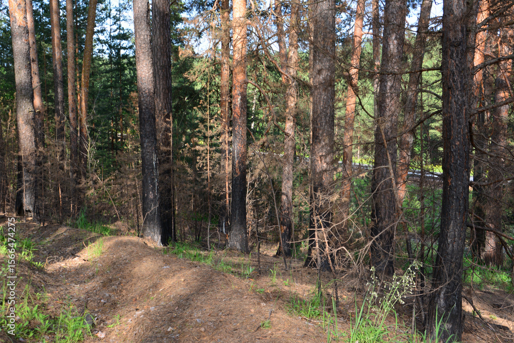 Obraz premium Forest scene after fire with burnt spruce trees