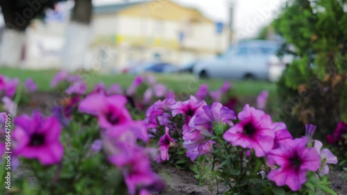 Large purple flowers in a flowerbed close-up with a combined background. Cityscape. Roll