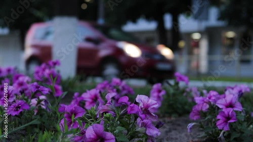 Large purple flowers in a flowerbed close-up with a combined background. Cityscape. Roll