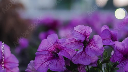 Large purple flowers flutter in the wind. B roll