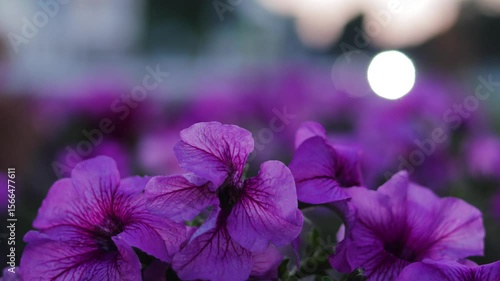 Large purple flowers flutter in the wind. B roll