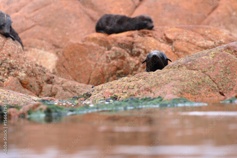 Obraz premium fur seal pup