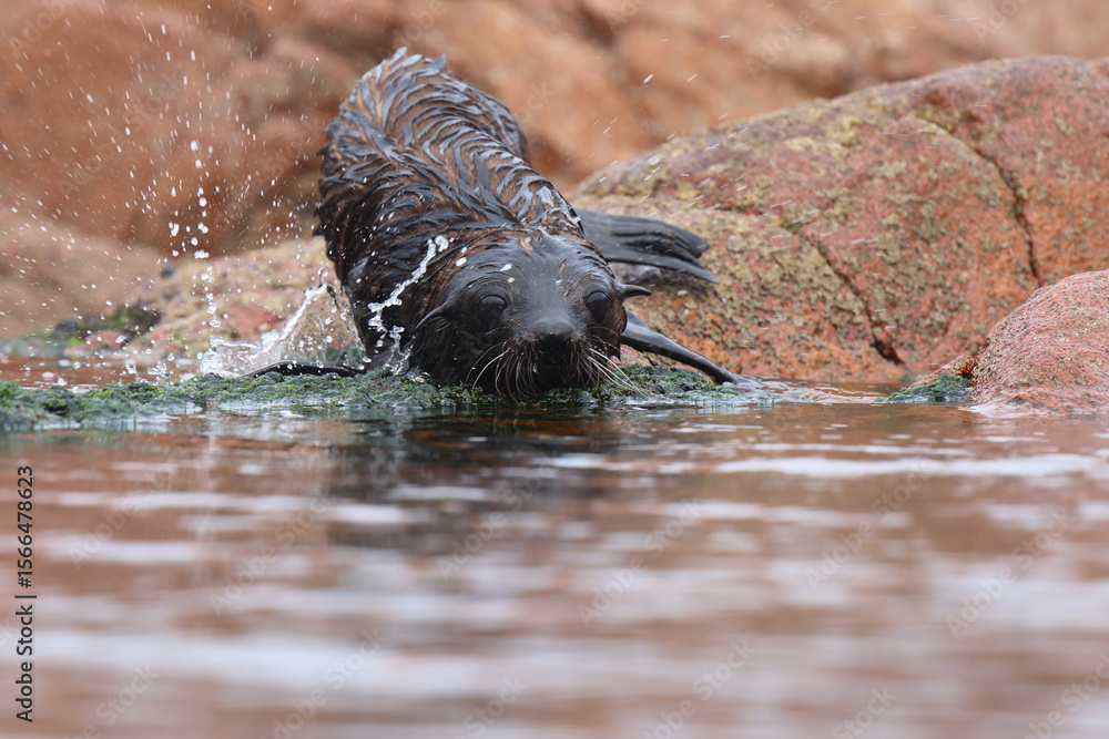 Fototapeta premium fur seal pup