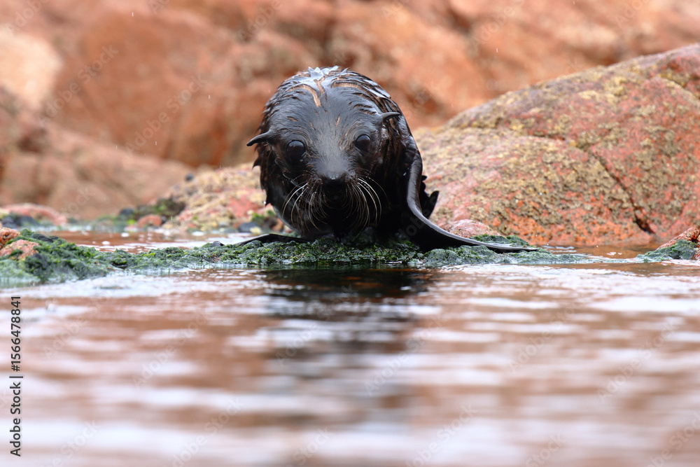 Naklejka premium fur seal pup