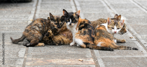 Mother cat and kittens