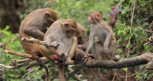 Macaques in nature. Macaques constitute a genus (Macaca) of gregarious monkeys. Macaques are found in a variety of habitats throughout the Asian continent and are highly adaptable.