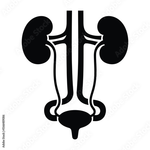 A black and white medical illustration of the human urinary system in a minimalist, geometric style