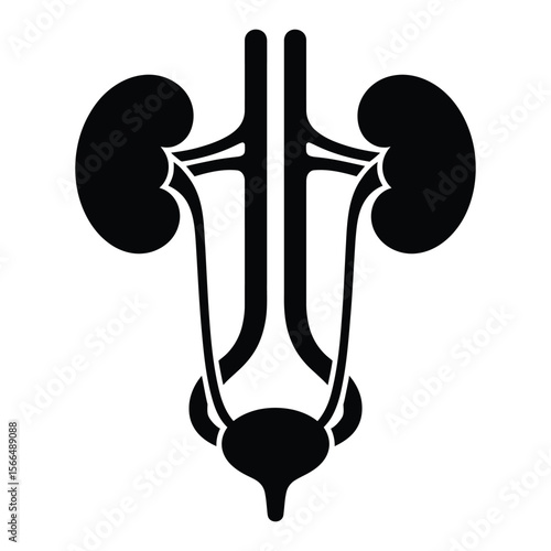 A black and white medical illustration of the human urinary system in a minimalist, geometric style