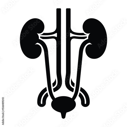 A black and white medical illustration of the human urinary system in a minimalist, geometric style