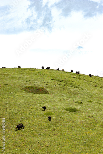 cows on a meadow