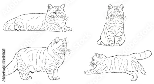 Highlander cats in different poses sketch illustration  