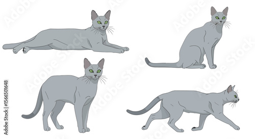 Korat cats in different poses showing various actions and expressions  
