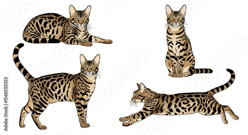Ocicat in various poses showing playful and relaxed behaviors  