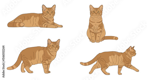 Illustration of Selkirk Rex cats in different poses  