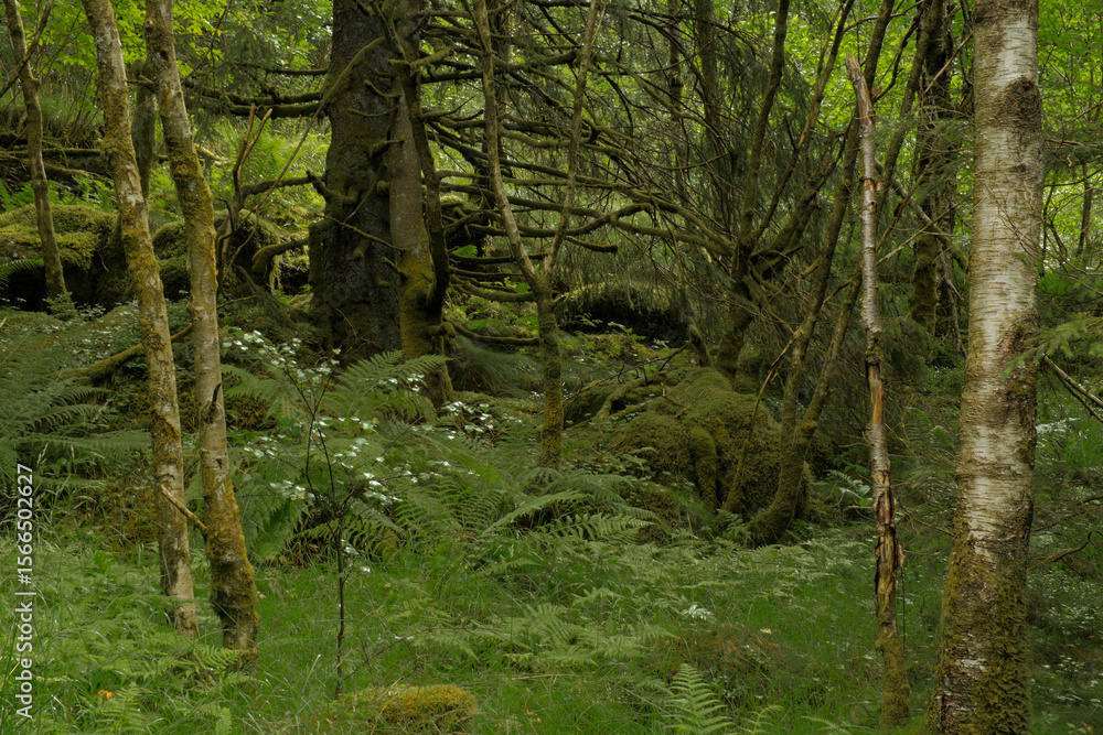 Fototapeta premium lush green forest in Bergen Norway with ferns and moss, 노르웨이 베르겐의 푸르고 울창한 숲과 양치식물 이끼 풍경
