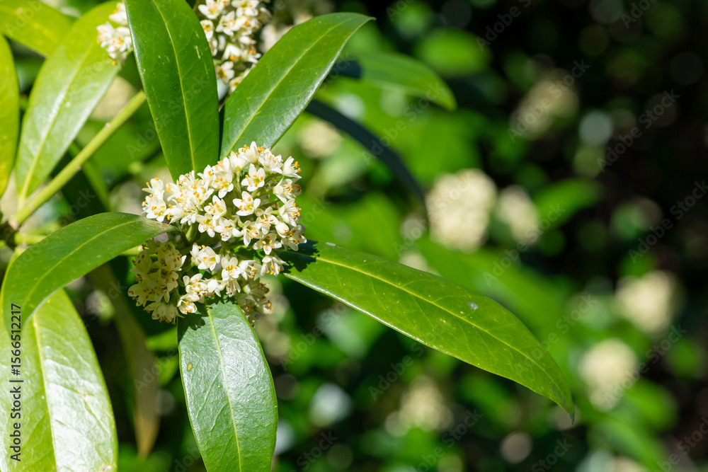 Obraz premium Kew green skimmia confusa flowers in bloom